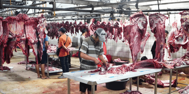 Menjaga Keseimbangan Harga bagi Peternak Kerbau Lokal